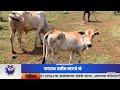 गायरान जमीन म्हणजे नेमकं काय गायरान जमिनींवर का वाढत आहे अतिक्रमण