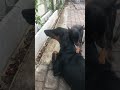 miniature pinscher puts doberman pinscher in her place shorts