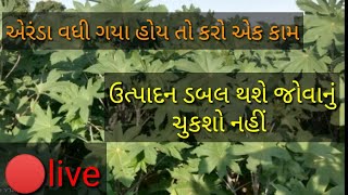 એરંડા વધી ગયા હોય તો કરો એક કામ ઉત્પાદન ડબલ/દિવેલા/ castor