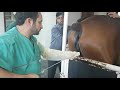 equine embryo collection and transfer