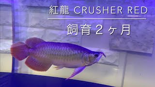 紅龍  CRUSHER RED  飼育２ヶ月