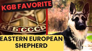 KGB's favorite: Eastern European Shepherd Dog