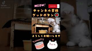 マンチカン　ミヌエット　こねこ　仔猫　小猫　子猫　子ネコ　コネコ　#shorts #猫 #cat