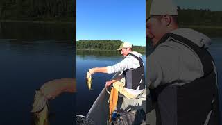 Guiding guest catches a #Muskoka #largemouth on a popper! #fishing #bassfishing #canoefishing #fish