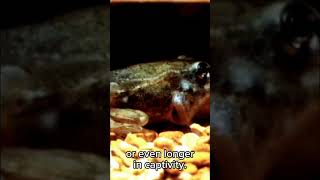 Time lapse: Frogs' Majestic Metamorphosis #timelapse #frogmetamorphosis, #frog