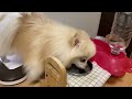 【asmr 犬のごはん】ロングバージョン🥫初めてウェットフードをポメラニアンにあげてみたら、慣れなくて食べるのに時間がかかりました。