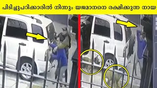 ഇ വിഡിയോകൾ കാണിക്കും നായ്ക്കളുടെ യഥാർത്ഥ സ്നേഹം