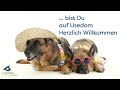 hundeurlaub usedom