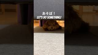 あそぼ！ Let's do something! #toypoodle #トイプードル#cute