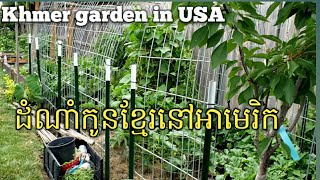 ដំណាំកូនខ្មែរនៅអាមេរិក khmer garden in USA