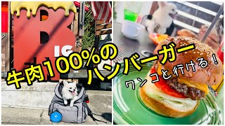 【チワワとお出かけ】名古屋のハンバーガー屋【BIGBEN Diner】ワンコ大歓迎！