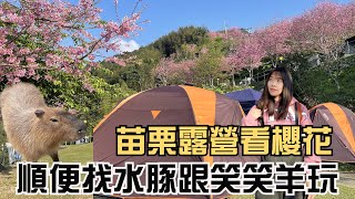 【苗栗旅遊】兩天一夜露營之旅～滿山櫻花直接美哭！結束完還繞一圈去找水豚跟笑笑羊玩｜司馬限山嵐｜懶人玩法｜哈比丘莊園