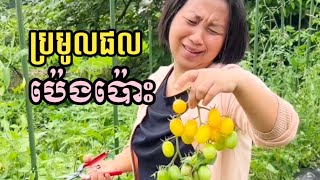 ប្រមូលផលប៉េងប៉ោះ | Harvest tomatoes in Japan