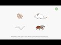 ribosome profiling