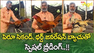 Pandem Punjulu Breeding Tips | పెరూ సెకండ్, థర్డ్ జనరేషన్ బ్యాచుతో స్పెషల్ బ్రీడింగ్..!! Tone Agri