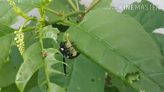 Four-Toothed Mason Wasp (Monobia quadridens)