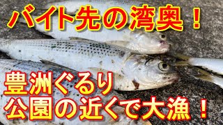 サビキ釣り　豊洲ぐるり公園よりも爆釣した！　東京湾奥で３０センチ級の魚連発！