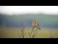 野鳥撮影・ サロベツ湿原・ホオアカのさえずり