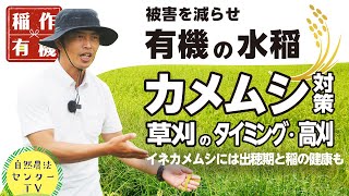 カメムシの被害減らせ!!　草刈り・高刈り・ケイ酸吸収　イネカメムシにも立ち向かう『有機の米づくり』　【稲作有機 by 自然農法センター】