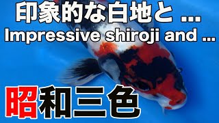 【錦鯉】昭和三色 / Showa sanshoku　番号 / Reference R03-0902-01【koi】