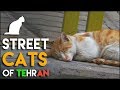 4 Minutes of Street Cats in Tehran