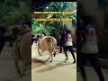 CONTINENTAL BAKERY 2024 || JAMAL CATTLE FARMS 2024 #bakraeid #cow #cowvideos #eiduladha2024 #bull