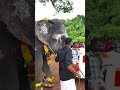 സാവിത്രികുട്ടിയും മുള്ളത്ത് ഗണപതിയും elephant ആന aana