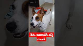 నేను బయటికి వస్తే అంతే #dog #jackrussell #rocky #funny #talking #video #shorts #ytshorts #cutedog