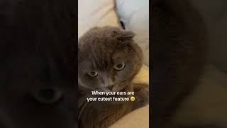 Cute and tiny 🥺🐾 #cat #cute #funny #shortvideo #shorts #fyp #short #shortsvideo #funnycats