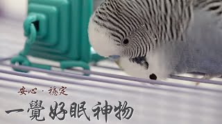 #143 快樂虎皮鸚鵡│優質睡眠  Budgerigar / Budgie sounds / Parakeet singing セキセイインコ 虎皮聲音 叫聲 唱歌 鸚哥 原木 平台 站台 休息台