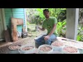 harvesting cocoa