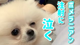 【ポメラニアンf】次の注射は泣いちゃった【子犬】#shorts