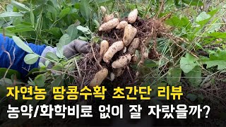 자연농으로 농사지은 땅콩 수확하는 날 | 15년차 자연농부의 초간단 농사 Vlog