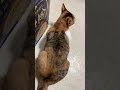 これなにこれなに猫part2