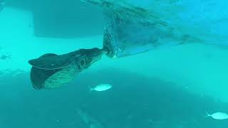 Sint Maarten May 2024 catamaran snorkel with barracuda