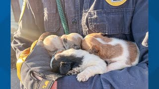 Shelter volunteers at the Animal Rescue League save 60 animals