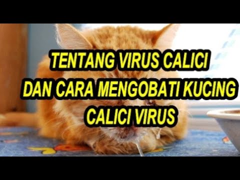 Cara Mengobati Calici Virus Pada Kucing - YouTube