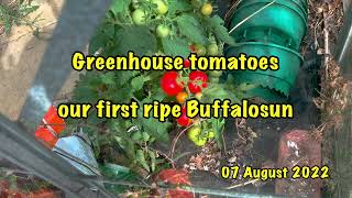 Greenhouse tomatoes - our first ripe Buffalosun