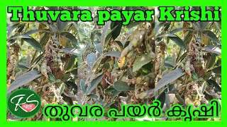 Thuvara Payar Krishi | തുവര പയർ കൃഷി | Krishi Video