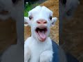 😻vs🐐mummy ek glass pani da du short video funny video viral video