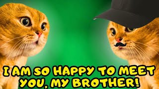 When a Cat Meets his Brother for the First Time (part1) (Ep.275)