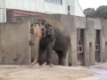 アジアゾウ（愛媛県立とべ動物園）