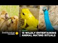 13 Wildly Entertaining Animal Mating Rituals 😍 Smithsonian Channel