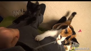 Funny kitten,undress me 子猫にパンツを下ろされた 【瀬戸の三毛猫日記】