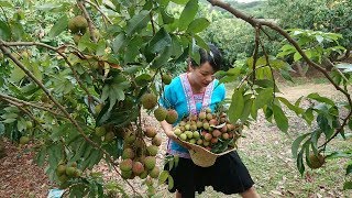 【ENG SUB】秋子第一次摘荔枝，可把她乐坏了，九妹姐家的妃子笑味道真的很好