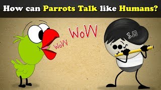 How can Parrots Talk like Humans? + more videos | #aumsum #kids #science #education #children