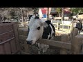 寝落ちしそうな子羊ちゃんがメチャカワ in 六甲山牧場