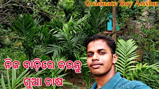 ନିଜ ବାଡ଼ିରେ କରନ୍ତୁ ଗୁଆ ଚାଷ / Betel nut tree farming/ @GraduateBoyAnshu odia Village vlogger