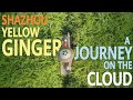 Shazhou Yellow Ginger - A journey on the cloud