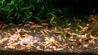 One year after - Breeding CRS, CBS and Mutations 紅水晶蝦 - 500 liters Rack - Fábio Silva (HD)